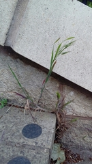 Poaceae