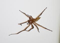 Cheiracanthium furculatum
