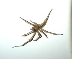 Cheiracanthium furculatum