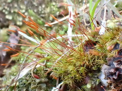 Ditrichum heteromallum