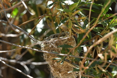Vireo bellii