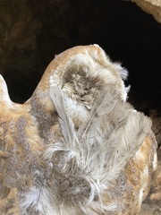 Tyto alba erlangeri