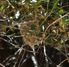 Vireo bellii