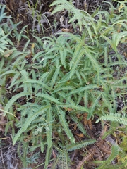 Gleichenella pectinata