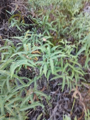 Gleichenella pectinata