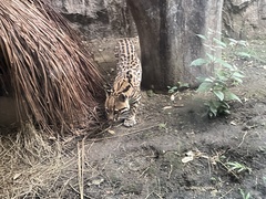 Leopardus