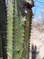 Stenocereus montanus