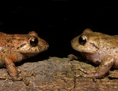 Pristimantis bogotensis