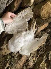 Tyto alba erlangeri