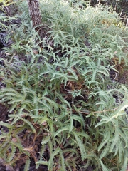 Gleichenella pectinata