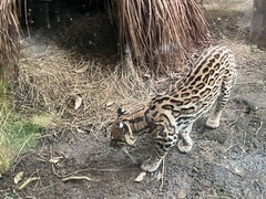 Leopardus