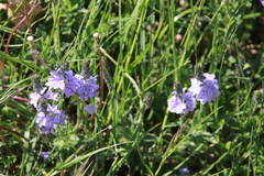 Veronica prostrata