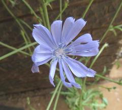 Cichorium intybus intybus