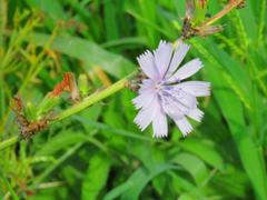 Cichorium intybus intybus