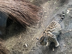 Leopardus