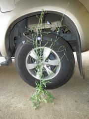 Cichorium intybus intybus