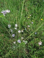 Cichorium intybus intybus