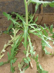 Cichorium intybus intybus