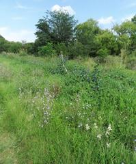 Cichorium intybus intybus