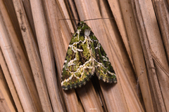 Noctuidae