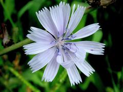 Cichorium intybus intybus