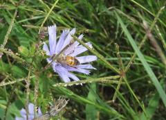 Cichorium intybus intybus