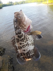 Mycteroperca microlepis