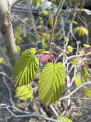 Corylopsis