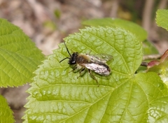 Andrena nigroaenea