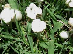Agaricales