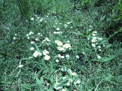Agaricales