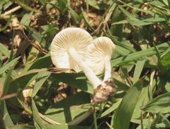 Agaricales