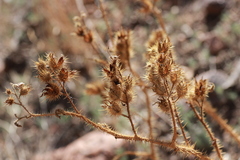 Solanum rostratum