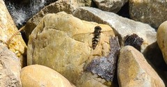 Eupeodes