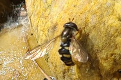 Eupeodes