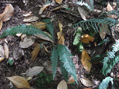 Blechnum mochaenum