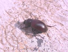 Ocnodes
