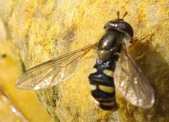 Eupeodes