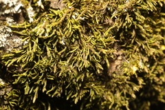Cryphaea heteromalla