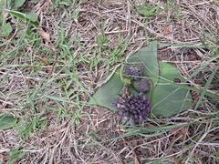 Ledebouria ovatifolia ovatifolia