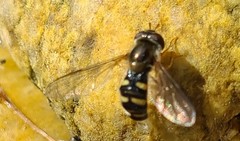 Eupeodes