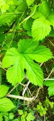 Humulus lupulus