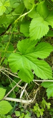 Humulus lupulus