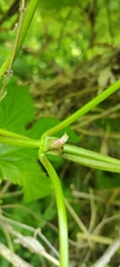 Humulus lupulus