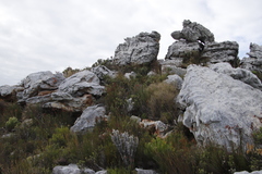 Pseudopentameris macrantha