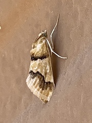 Pseudoschinia elautalis