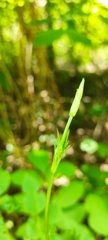 Humulus lupulus