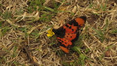 Acraea acara acara