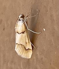 Pseudoschinia elautalis