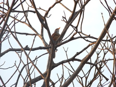 Turdus rufopalliatus
